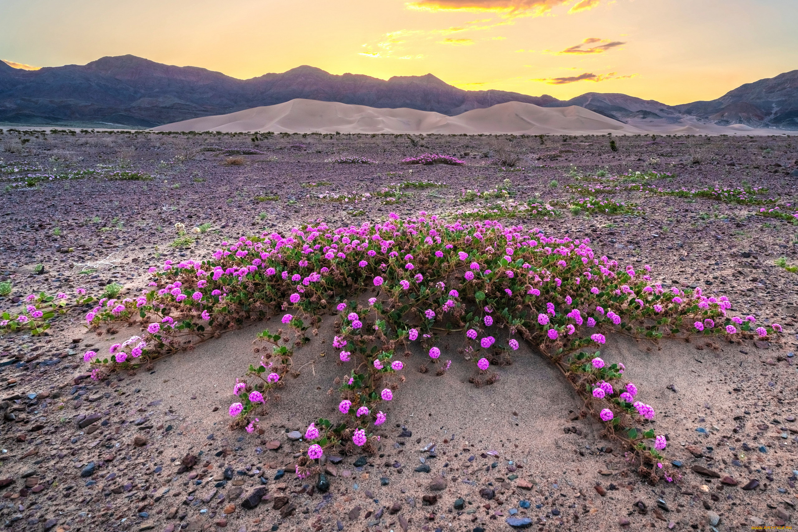 death valley, california, , , death, valley